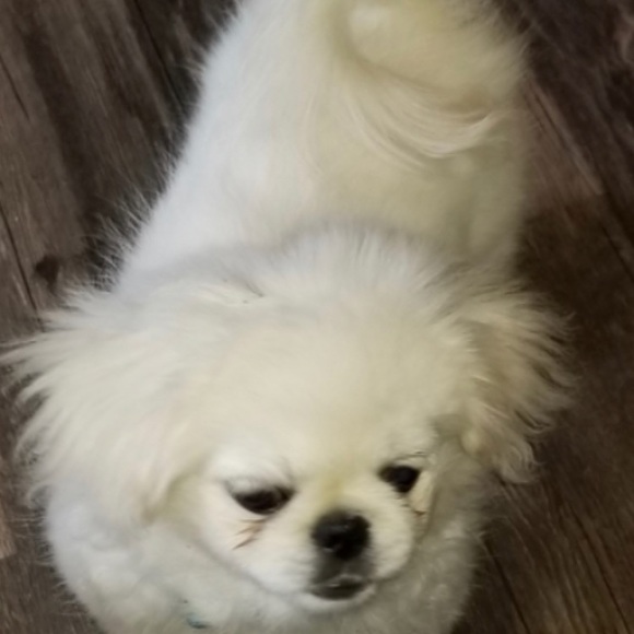 Meet your Posher, Sara - Picture 4 of 10